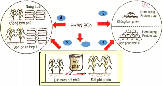 Lý thuyết Công nghệ 7 Bài 7: Tác dụng của phân bón trong trồng trọt (hay, chi tiết) Ly Thuyet Tac Dung Cua Phan Bon Trong Trong Trot