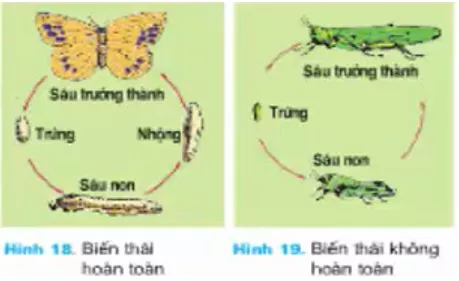 Giải bài tập Công nghệ 7 | Giải Công nghệ 7 Tra Loi Cau Hoi Cong Nghe 7 Bai 12 Trang 28