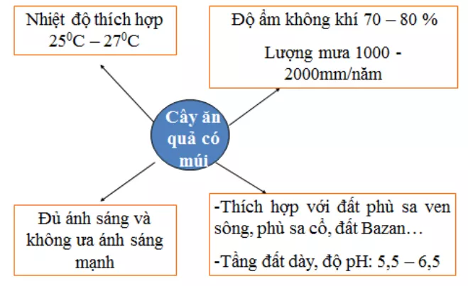 Bài 7: Kỹ thuật trồng cây ăn quả có múi (cam, chanh, quýt, bưởi, ...) Bai 7 Ky Thuat Trong Cay An Qua Co Mui Cam Chanh Quyt Buoi