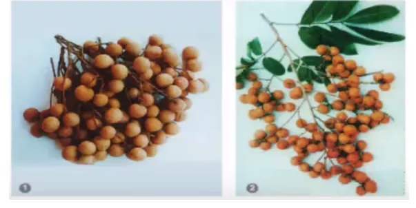 Lý thuyết Công nghệ 9 Bài 8: Kỹ thuật trồng cây nhãn Bai 8 Ky Thuat Trong Cay Nhan 1