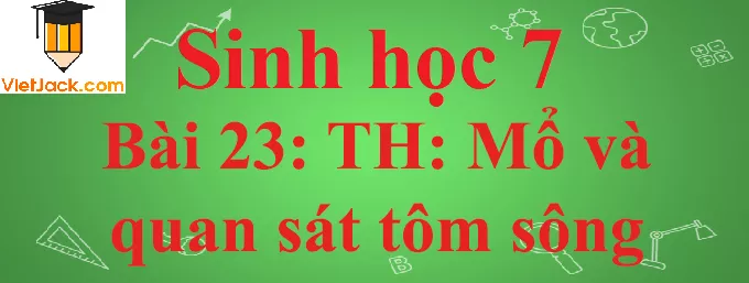 Sinh học lớp 7 Bài 23: Thực hành: Mổ và quan sát tôm sông ngắn nhất Sinh Hoc 7 Bai 23 Thuc Hanh Mo Va Quan Sat Tom Song Anhbia