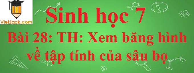 Sinh học lớp 7 Bài 28: Thực hành: Xem băng hình về tập tính của sâu bọ ngắn nhất Sinh Hoc 7 Bai 28 Thuc Hanh Xem Bang Hinh Ve Tap Tinh Cua Sau Bo Anhbia