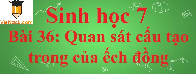 Sinh học lớp 7 Bài 36: Thực hành: Quan sát cấu tạo trong của ếch đồng trên mẫu mổ ngắn nhất Sinh Hoc 7 Bai 36 Thuc Hanh Quan Sat Cau Tao Trong Cua Ech Dong Tren Mau Mo Anhbia