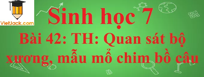 Sinh học lớp 7 Bài 42: Thực hành: Quan sát bộ xương, mẫu mổ chim bồ câu ngắn nhất Sinh Hoc 7 Bai 42 Thuc Hanh Quan Sat Bo Xuong Mau Mo Chim Bo Cau Anhbia