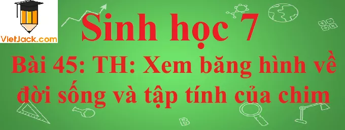 Sinh học lớp 7 Bài 45: Thực hành: Xem băng hình về đời sống và tập tính của chim ngắn nhất Sinh Hoc 7 Bai 45 Thuc Hanh Xem Bang Hinh Ve Doi Song Va Tap Tinh Cua Chim Anhbia