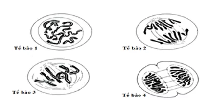 Sinh học 9 Bài 14 ngắn nhất: Thực hành: Quan sát hình thái nhiễm sắc thể Bai 14 Thuc Hanh Quan Sat Hinh Thai Nhiem Sac The 1