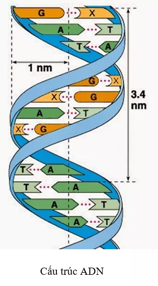 Sinh học 9 Bài 20 ngắn nhất: Thực hành: Quan sát và lắp mô hình ADN Bai 20 Thuc Hanh Quan Sat Va Lap Mo Hinh Adn 1