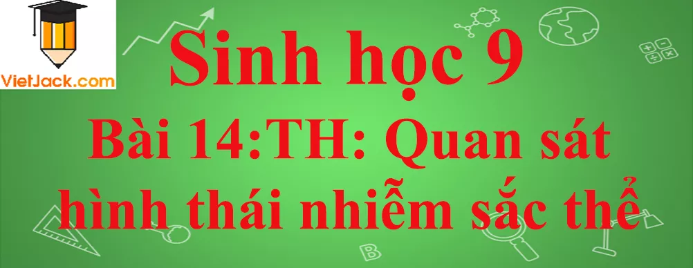 Sinh học lớp 9 Bài 14: Thực hành: Quan sát hình thái nhiễm sắc thể ngắn nhất Sinh Hoc 9 Bai 14 Thuc Hanh Quan Sat Hinh Thai Nhiem Sac The Anhbia