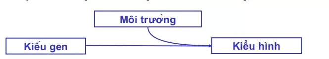 Lý thuyết Sinh học 12 Bài 13: Ảnh hưởng của môi trường lên sự biểu hiện của gen | Lý thuyết Sinh học 12 đầy đủ, chi tiết nhất Ly Thuyet Anh Huong Cua Moi Truong Len Su Bieu Hien Cua Gen 1