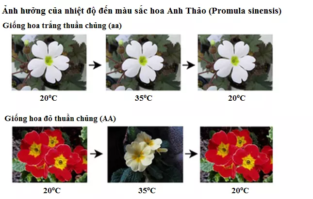 Lý thuyết Sinh học 12 Bài 13: Ảnh hưởng của môi trường lên sự biểu hiện của gen | Lý thuyết Sinh học 12 đầy đủ, chi tiết nhất Ly Thuyet Anh Huong Cua Moi Truong Len Su Bieu Hien Cua Gen 3