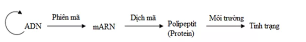 Lý thuyết Sinh học 12 Bài 13: Ảnh hưởng của môi trường lên sự biểu hiện của gen | Lý thuyết Sinh học 12 đầy đủ, chi tiết nhất Ly Thuyet Anh Huong Cua Moi Truong Len Su Bieu Hien Cua Gen