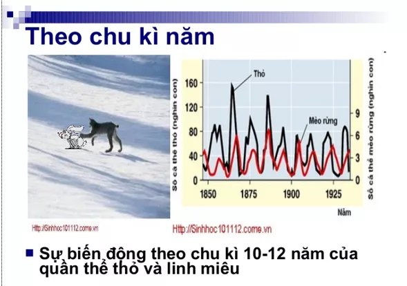 Lý thuyết Sinh học 12 Bài 39: Biến động số lượng cá thể của quần thể sinh vật | Lý thuyết Sinh học 12 đầy đủ, chi tiết nhất Ly Thuyet Bien Dong So Luong Ca The Cua Quan The Sinh Vat