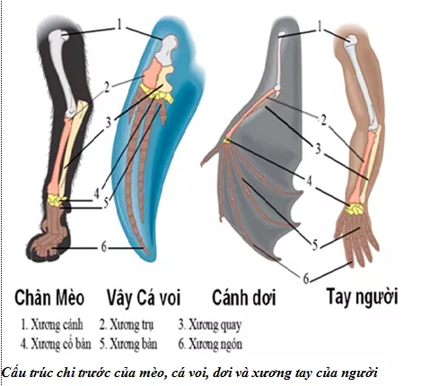 Lý thuyết Sinh học 12 Bài 24: Các bằng chứng tiến hóa | Lý thuyết Sinh học 12 đầy đủ, chi tiết nhất Ly Thuyet Cac Bang Chung Tien Hoa 1