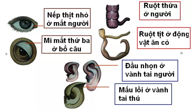 Lý thuyết Sinh học 12 Bài 24: Các bằng chứng tiến hóa | Lý thuyết Sinh học 12 đầy đủ, chi tiết nhất Ly Thuyet Cac Bang Chung Tien Hoa 2