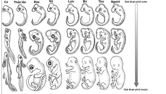 Lý thuyết Sinh học 12 Bài 24: Các bằng chứng tiến hóa | Lý thuyết Sinh học 12 đầy đủ, chi tiết nhất Ly Thuyet Cac Bang Chung Tien Hoa 3