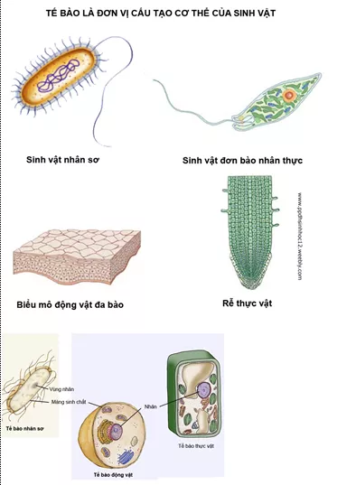 Lý thuyết Sinh học 12 Bài 24: Các bằng chứng tiến hóa | Lý thuyết Sinh học 12 đầy đủ, chi tiết nhất Ly Thuyet Cac Bang Chung Tien Hoa 4