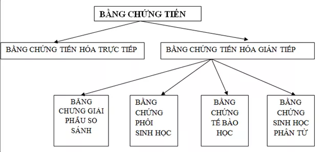 Lý thuyết Sinh học 12 Bài 24: Các bằng chứng tiến hóa | Lý thuyết Sinh học 12 đầy đủ, chi tiết nhất Ly Thuyet Cac Bang Chung Tien Hoa