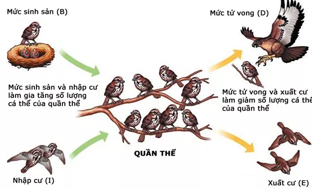 Lý thuyết Sinh học 12 Bài 38: Các đặc trưng cơ bản của quần thể sinh vật (tiếp theo) | Lý thuyết Sinh học 12 đầy đủ, chi tiết nhất Ly Thuyet Cac Dac Trung Co Ban Cua Quan The Sinh Vat Tiep Theo 1