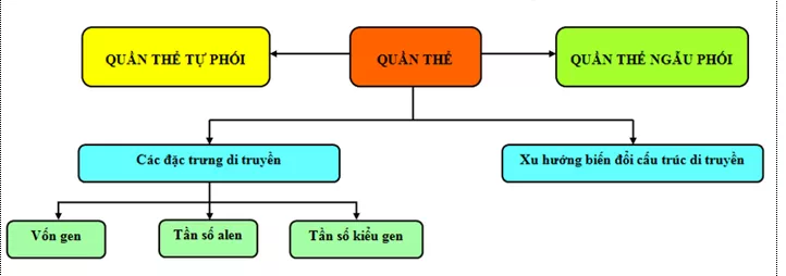 Lý thuyết Sinh học 12 Bài 16: Cấu trúc di truyền của quần thể | Lý thuyết Sinh học 12 đầy đủ, chi tiết nhất Ly Thuyet Cau Truc Di Truyen Cua Quan The 1