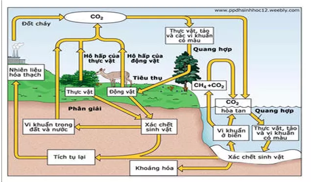 Lý thuyết Sinh học 12 Bài 44: Chu trình sinh địa hóa và sinh quyển | Lý thuyết Sinh học 12 đầy đủ, chi tiết nhất Ly Thuyet Chu Trinh Sinh Dia Hoa Va Sinh Quyen 1