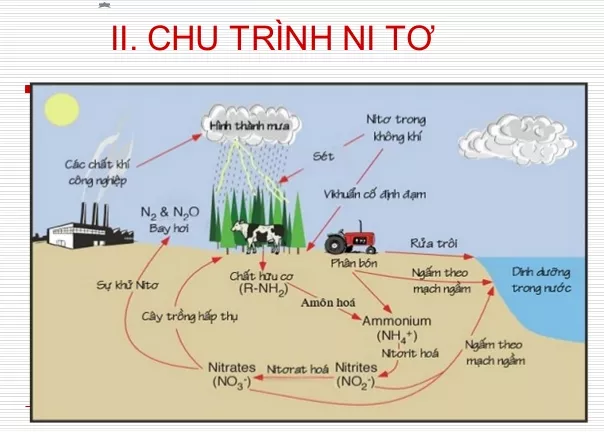 Lý thuyết Sinh học 12 Bài 44: Chu trình sinh địa hóa và sinh quyển | Lý thuyết Sinh học 12 đầy đủ, chi tiết nhất Ly Thuyet Chu Trinh Sinh Dia Hoa Va Sinh Quyen 2