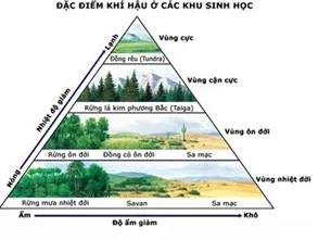 Lý thuyết Sinh học 12 Bài 44: Chu trình sinh địa hóa và sinh quyển | Lý thuyết Sinh học 12 đầy đủ, chi tiết nhất Ly Thuyet Chu Trinh Sinh Dia Hoa Va Sinh Quyen 4