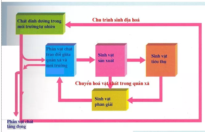 Lý thuyết Sinh học 12 Bài 44: Chu trình sinh địa hóa và sinh quyển | Lý thuyết Sinh học 12 đầy đủ, chi tiết nhất Ly Thuyet Chu Trinh Sinh Dia Hoa Va Sinh Quyen