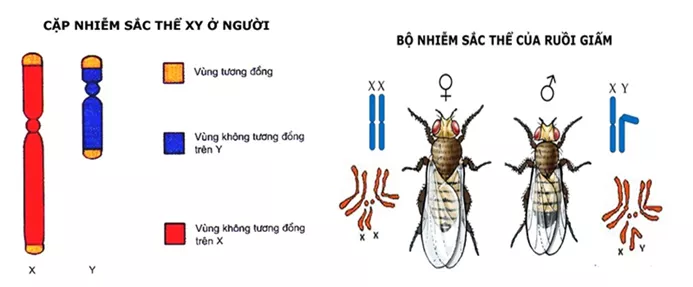 Lý thuyết Sinh học 12 Bài 12: Di truyền liên kết với giới tính và di truyền ngoài nhân | Lý thuyết Sinh học 12 đầy đủ, chi tiết nhất Ly Thuyet Di Truyen Lien Ket Voi Gioi Tinh Va Di Truyen Ngoai Nhan 1