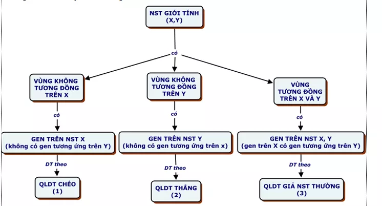 Lý thuyết Sinh học 12 Bài 12: Di truyền liên kết với giới tính và di truyền ngoài nhân | Lý thuyết Sinh học 12 đầy đủ, chi tiết nhất Ly Thuyet Di Truyen Lien Ket Voi Gioi Tinh Va Di Truyen Ngoai Nhan 4