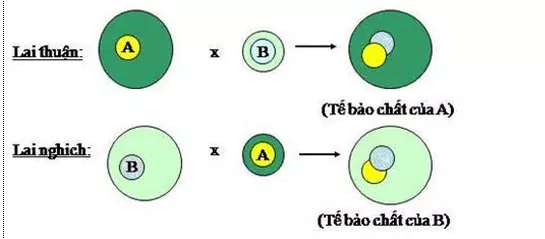 Lý thuyết Sinh học 12 Bài 12: Di truyền liên kết với giới tính và di truyền ngoài nhân | Lý thuyết Sinh học 12 đầy đủ, chi tiết nhất Ly Thuyet Di Truyen Lien Ket Voi Gioi Tinh Va Di Truyen Ngoai Nhan 5