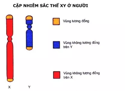 Lý thuyết Sinh học 12 Bài 12: Di truyền liên kết với giới tính và di truyền ngoài nhân | Lý thuyết Sinh học 12 đầy đủ, chi tiết nhất Ly Thuyet Di Truyen Lien Ket Voi Gioi Tinh Va Di Truyen Ngoai Nhan