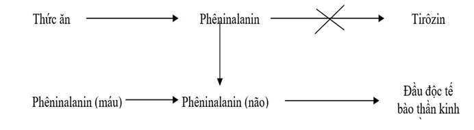 Lý thuyết Sinh học 12 Bài 21: Di truyền y học | Lý thuyết Sinh học 12 đầy đủ, chi tiết nhất Ly Thuyet Di Truyen Y Hoc 1