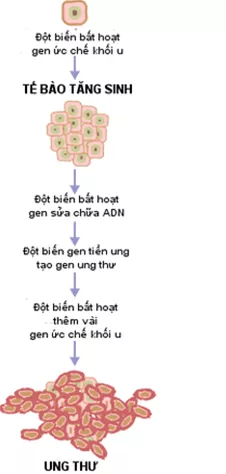 Lý thuyết Sinh học 12 Bài 21: Di truyền y học | Lý thuyết Sinh học 12 đầy đủ, chi tiết nhất Ly Thuyet Di Truyen Y Hoc 4