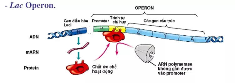 Lý thuyết Sinh học 12 Bài 3: Điều hòa hoạt động gen | Lý thuyết Sinh học 12 đầy đủ, chi tiết nhất Ly Thuyet Dieu Hoa Hoat Dong Gen 1