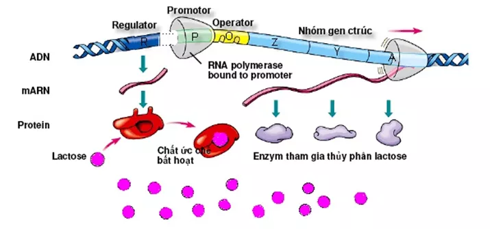 Lý thuyết Sinh học 12 Bài 3: Điều hòa hoạt động gen | Lý thuyết Sinh học 12 đầy đủ, chi tiết nhất Ly Thuyet Dieu Hoa Hoat Dong Gen 2