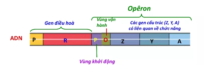 Lý thuyết Sinh học 12 Bài 3: Điều hòa hoạt động gen | Lý thuyết Sinh học 12 đầy đủ, chi tiết nhất Ly Thuyet Dieu Hoa Hoat Dong Gen