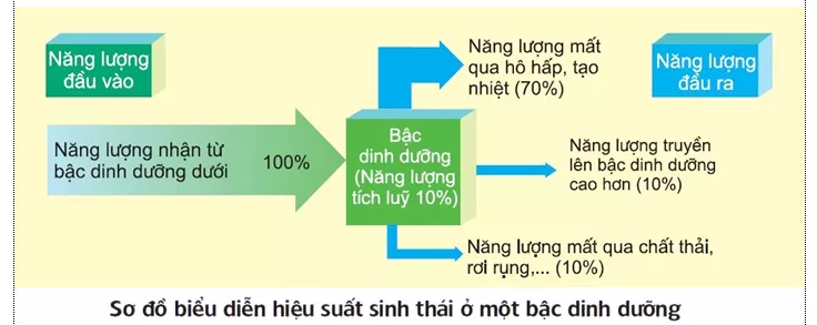 Lý thuyết Sinh học 12 Bài 45: Dòng năng lượng trong hệ sinh thái và hiệu suất sinh thái | Lý thuyết Sinh học 12 đầy đủ, chi tiết nhất Ly Thuyet Dong Nang Luong Trong He Sinh Thai Va Hieu Suat Sinh Thai 1