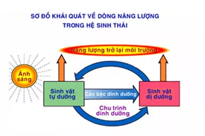 Lý thuyết Sinh học 12 Bài 45: Dòng năng lượng trong hệ sinh thái và hiệu suất sinh thái | Lý thuyết Sinh học 12 đầy đủ, chi tiết nhất Ly Thuyet Dong Nang Luong Trong He Sinh Thai Va Hieu Suat Sinh Thai