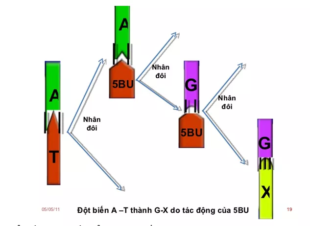 Lý thuyết Sinh học 12 Bài 4: Đột biến gen | Lý thuyết Sinh học 12 đầy đủ, chi tiết nhất Ly Thuyet Dot Bien Gen 1