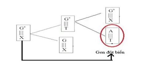 Lý thuyết Sinh học 12 Bài 4: Đột biến gen | Lý thuyết Sinh học 12 đầy đủ, chi tiết nhất Ly Thuyet Dot Bien Gen