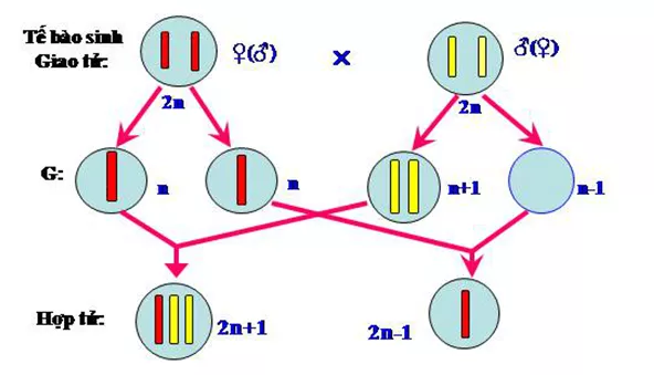 Lý thuyết Sinh học 12 Bài 6: Đột biến số lượng nhiễm sắc thể | Lý thuyết Sinh học 12 đầy đủ, chi tiết nhất Ly Thuyet Dot Bien So Luong Nhiem Sac The 1