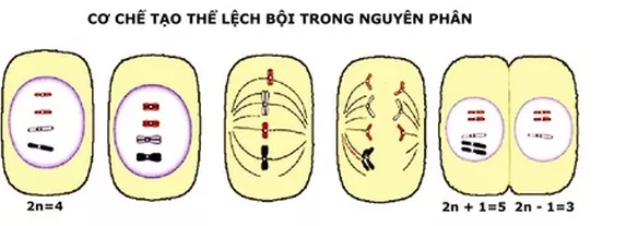 Lý thuyết Sinh học 12 Bài 6: Đột biến số lượng nhiễm sắc thể | Lý thuyết Sinh học 12 đầy đủ, chi tiết nhất Ly Thuyet Dot Bien So Luong Nhiem Sac The 2