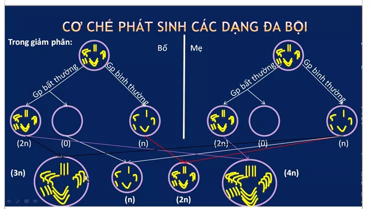 Lý thuyết Sinh học 12 Bài 6: Đột biến số lượng nhiễm sắc thể | Lý thuyết Sinh học 12 đầy đủ, chi tiết nhất Ly Thuyet Dot Bien So Luong Nhiem Sac The 3