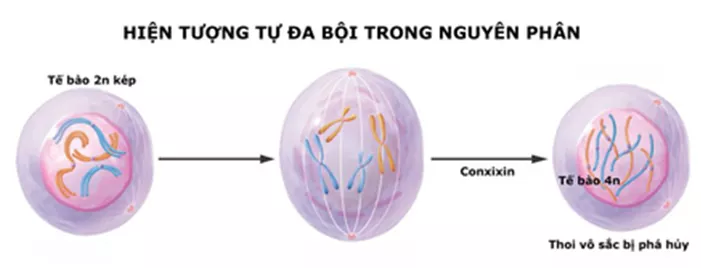 Lý thuyết Sinh học 12 Bài 6: Đột biến số lượng nhiễm sắc thể | Lý thuyết Sinh học 12 đầy đủ, chi tiết nhất Ly Thuyet Dot Bien So Luong Nhiem Sac The 4