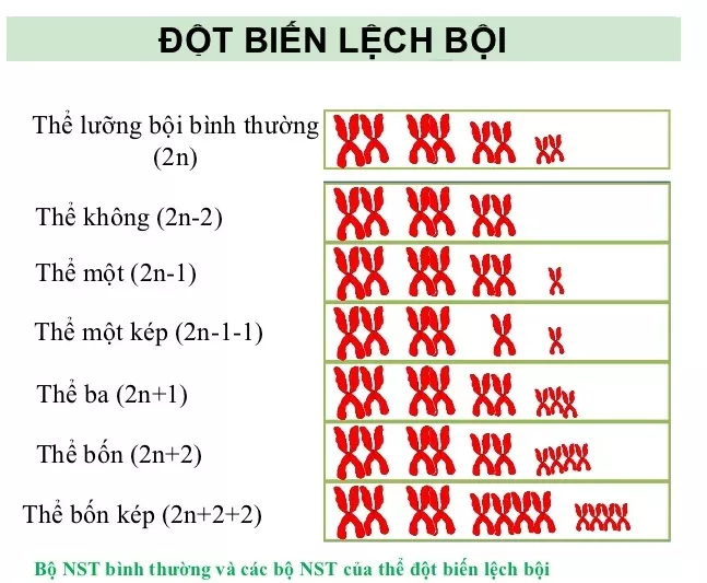 Lý thuyết Sinh học 12 Bài 6: Đột biến số lượng nhiễm sắc thể | Lý thuyết Sinh học 12 đầy đủ, chi tiết nhất Ly Thuyet Dot Bien So Luong Nhiem Sac The