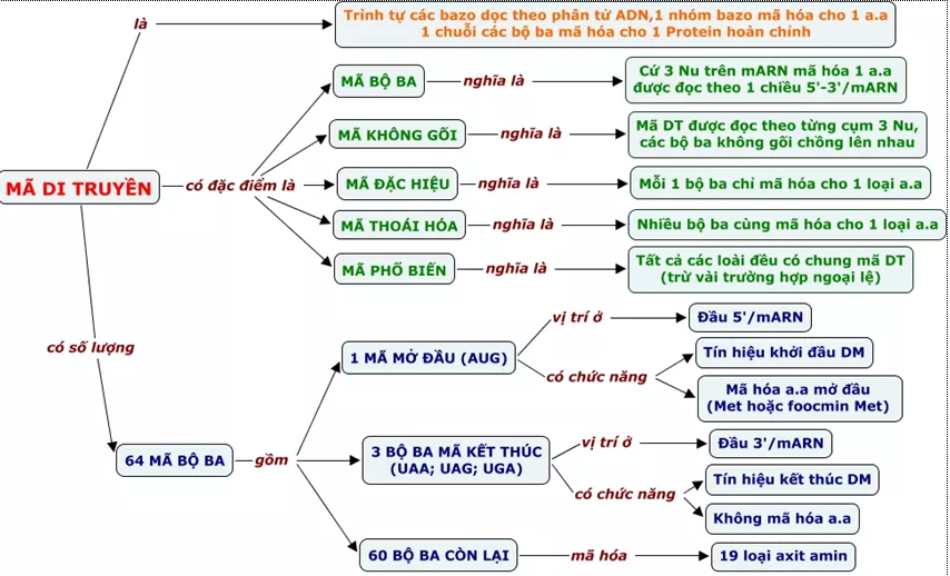 Lý thuyết Sinh học 12 Bài 1: Gen, mã di truyền và quá trình nhân đôi ADN | Lý thuyết Sinh học 12 đầy đủ, chi tiết nhất Ly Thuyet Gen Ma Di Truyen Va Qua Trinh Nhan Doi Adn 1