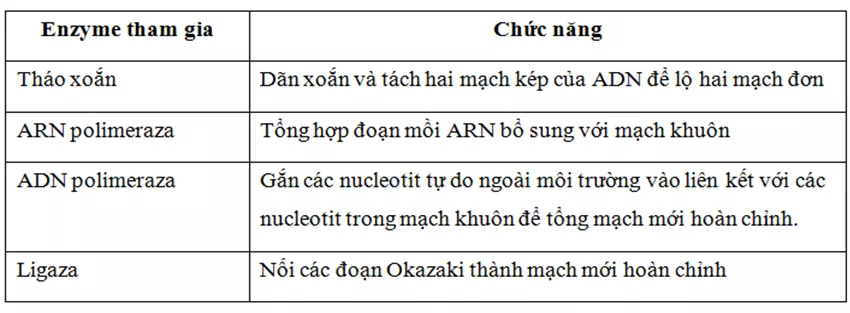 Lý thuyết Sinh học 12 Bài 1: Gen, mã di truyền và quá trình nhân đôi ADN | Lý thuyết Sinh học 12 đầy đủ, chi tiết nhất Ly Thuyet Gen Ma Di Truyen Va Qua Trinh Nhan Doi Adn 2