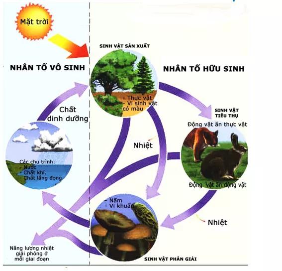 Lý thuyết Sinh học 12 Bài 42: Hệ sinh thái | Lý thuyết Sinh học 12 đầy đủ, chi tiết nhất Ly Thuyet He Sinh Thai 1