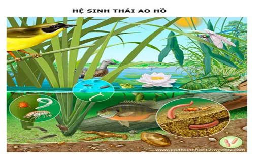 Lý thuyết Sinh học 12 Bài 42: Hệ sinh thái | Lý thuyết Sinh học 12 đầy đủ, chi tiết nhất Ly Thuyet He Sinh Thai 3