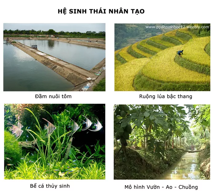 Lý thuyết Sinh học 12 Bài 42: Hệ sinh thái | Lý thuyết Sinh học 12 đầy đủ, chi tiết nhất Ly Thuyet He Sinh Thai 4